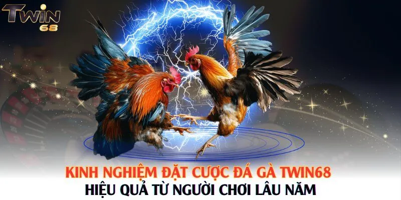 Kinh nghiệm đặt cược Đá Gà Twin68 hiệu quả từ người chơi lâu năm